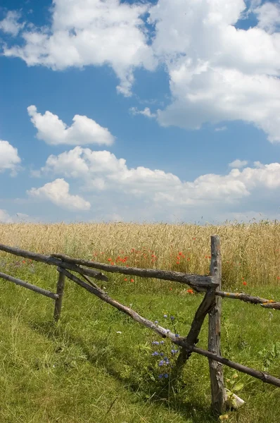 Landskap med staket och vete — Stockfoto