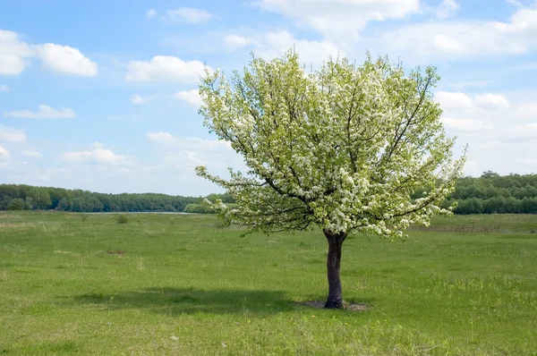 Blühender Baum Stockbild