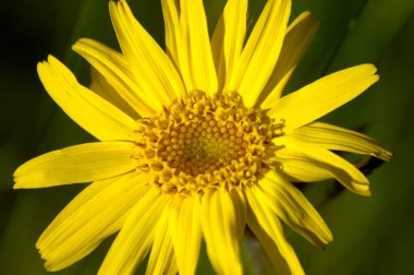 Elecampane