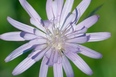 Lactuca lerdeki