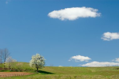 çiçeklenme tree