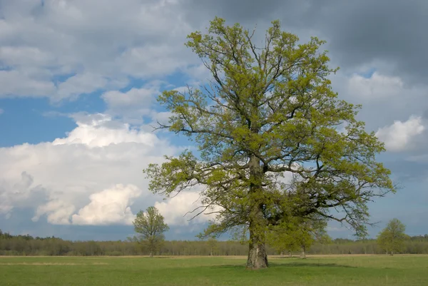 Een eenzame boom op veld Rechtenvrije Stockfoto's