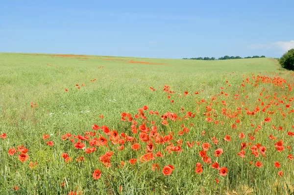 The meadow with poppies. — Stock Photo, Image