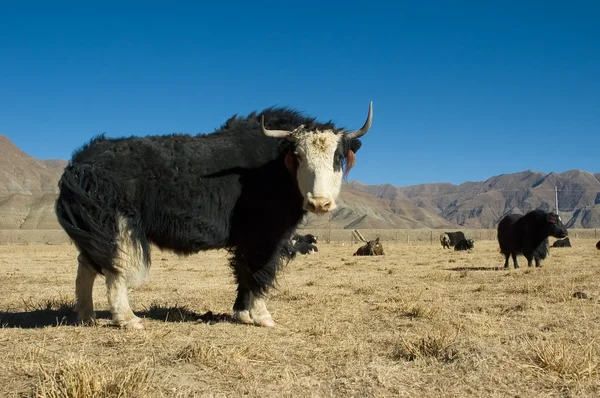 stock image Black yak