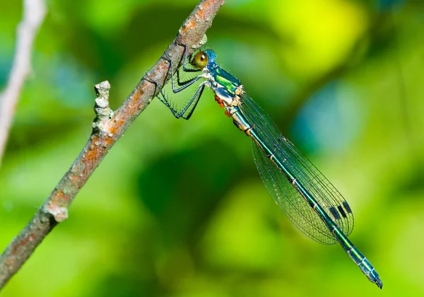 stock image Dragon-fly