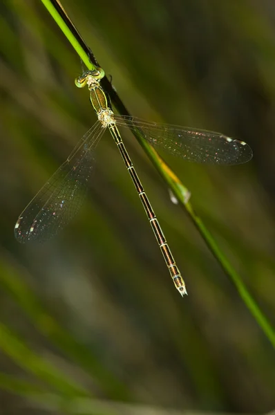 Dragonfly 2 — Stock Photo, Image