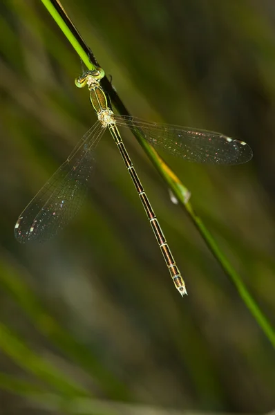 stock image Dragonfly 2