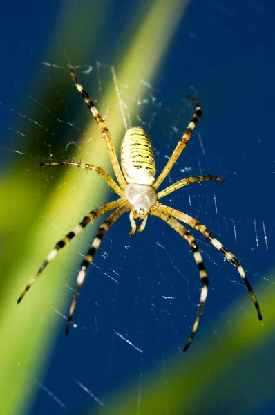 stock image Spider