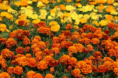 Marigold clipart