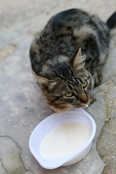 stock image Cat