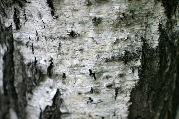 Σημύδα φλοιός桦树皮 — Φωτογραφία Αρχείου