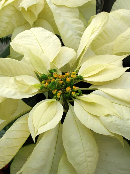 Euphorbia pulcherrima — Foto de Stock