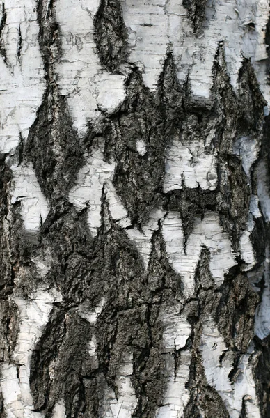 桦树皮 — 图库照片