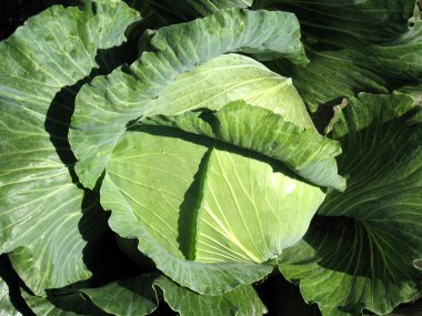 Green cabbage head