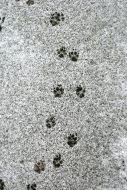 Dog's tracks on snow clipart