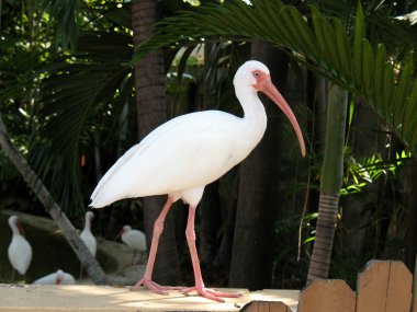 White ibis clipart