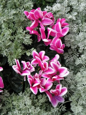 Cyclamen clipart