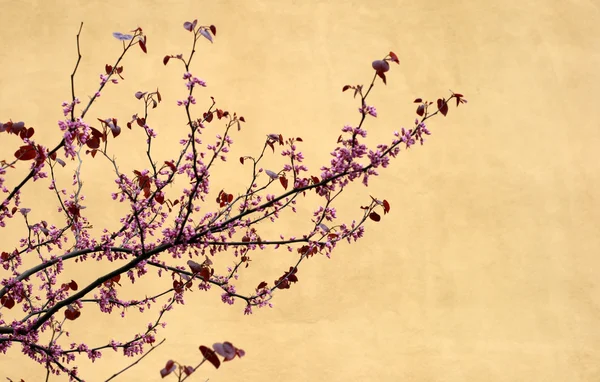 stock image Cherry tree