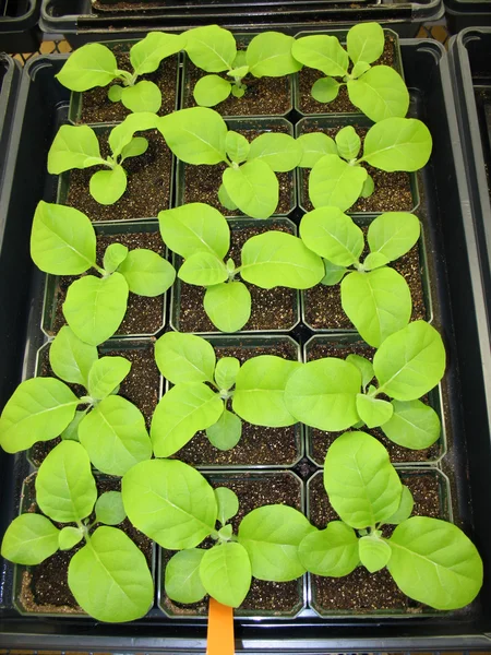 Rostliny ve skleníku — Stock fotografie