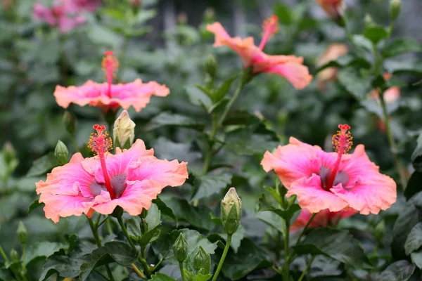 Chinese hibiscus — Stock Photo, Image