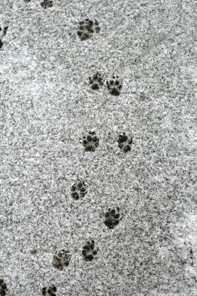 Dog\'s tracks on snow
