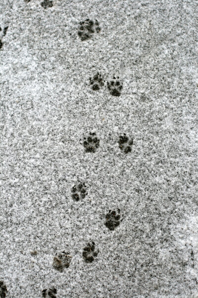 Dog's tracks on snow