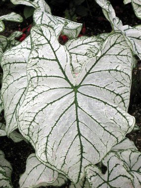 Caladium