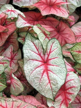 Caladium