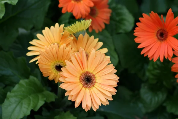 Herbera daisy — Stock Photo, Image