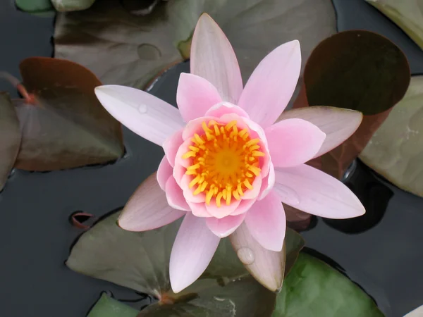 stock image Water lily