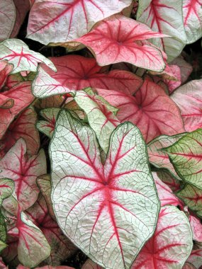 Caladium clipart