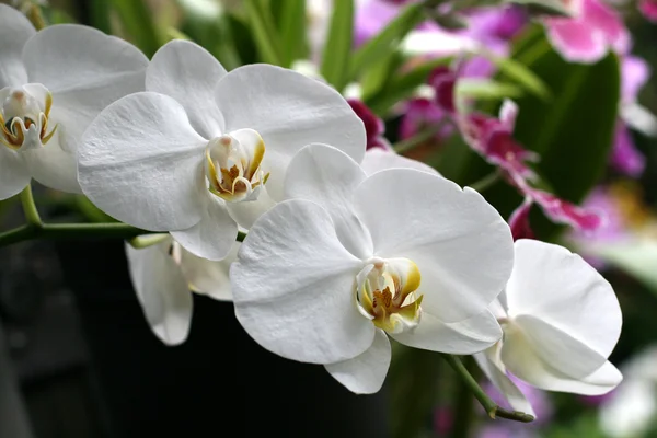 Orchideeën — Stockfoto