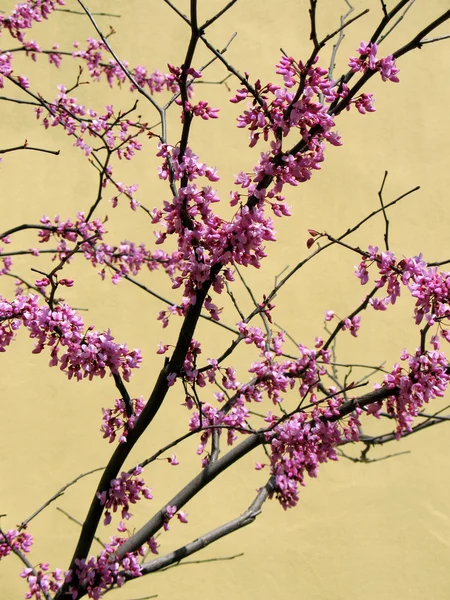 stock image Cherry tree