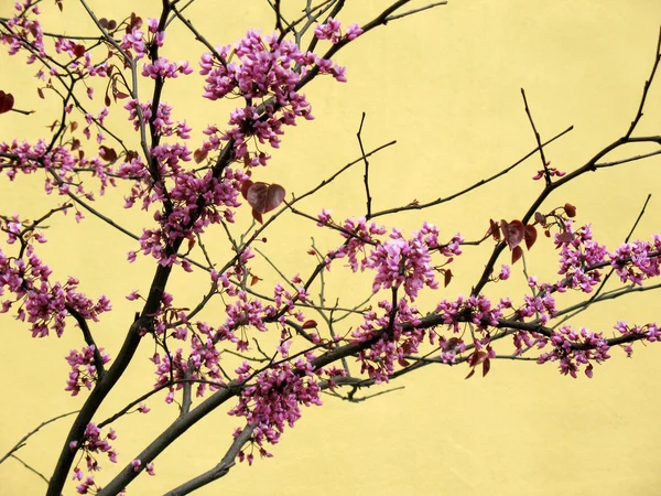 Stock image Cherry tree