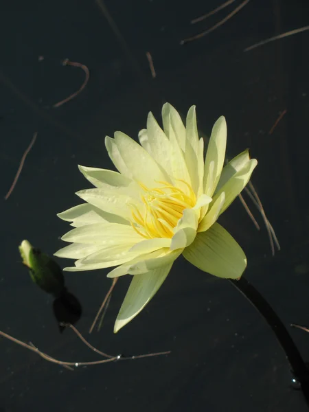 Water lily — Stock Photo, Image