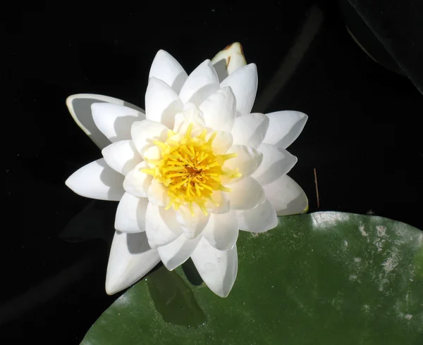 stock image Water lily