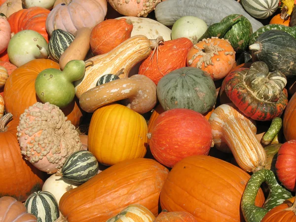 Pumpkins and gourds — Stock Photo, Image