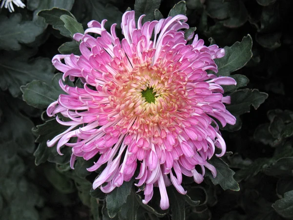 Chrysanten — Stockfoto