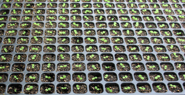 Plants in greenhouse