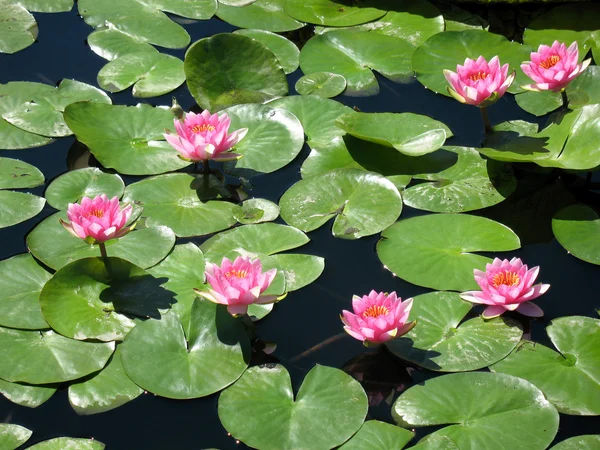 stock image Water lilies