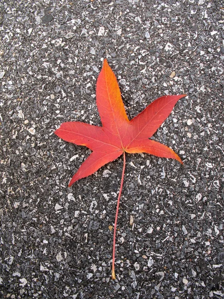 Leaf in fall — Stock Photo, Image
