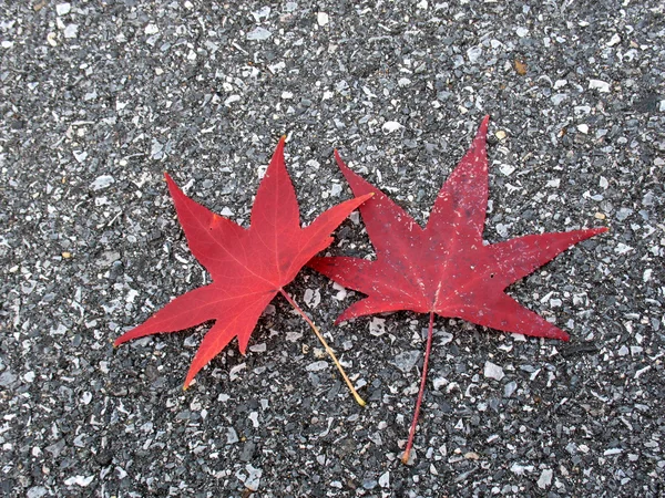 Bladeren in de herfst — Stockfoto