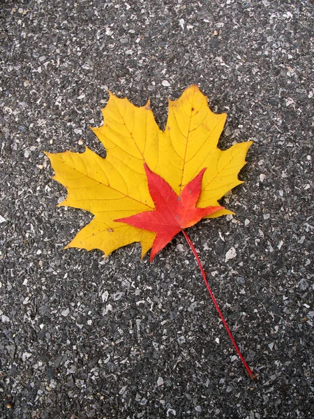Leaves in fall — Stock Photo, Image