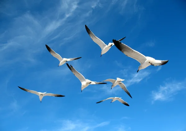 Gaivotas — Fotografia de Stock