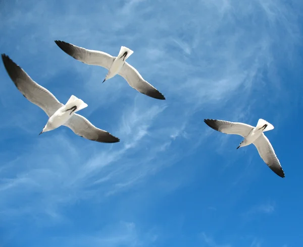 Seagulls — Stock Photo, Image