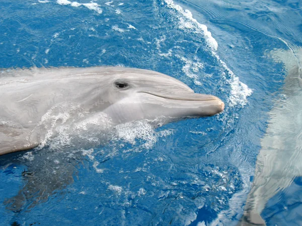 Delfines —  Fotos de Stock