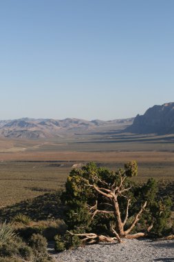 Red Rock Canyon Nevada