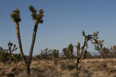 Joshua trees in Mojave Desert clipart