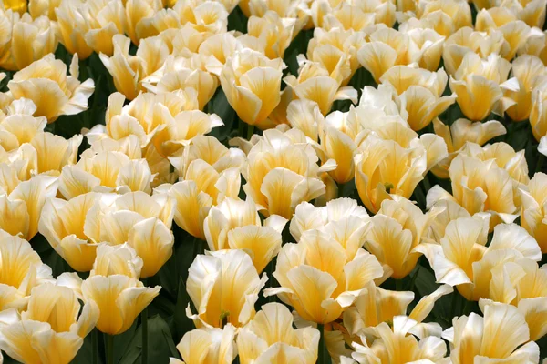 stock image Tulips