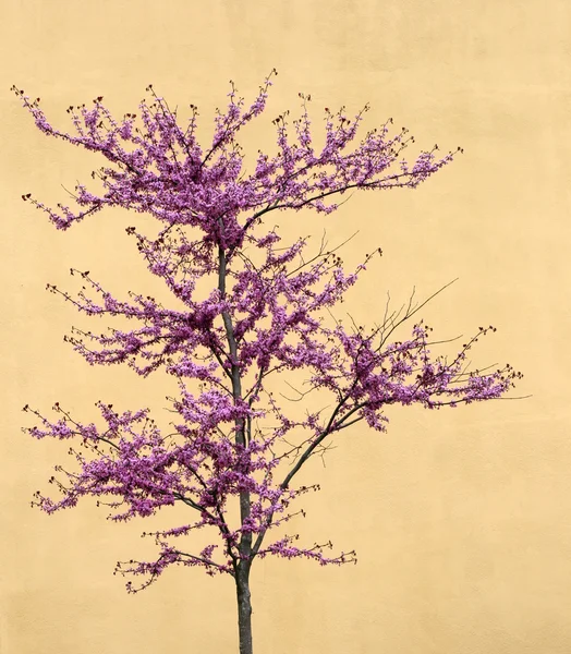 stock image Cherry tree